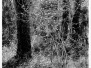 Monotypes