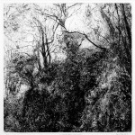 Cliff Top Trees, Glen Maye