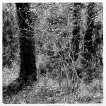 Saplings, Bishops Court Glen